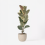 Voir la diapositive 6 : PLANT IN A BOX Caoutchouc - Ficus Elastica 'Tineke' - Hauteur 75-100cm - ⌀24cm