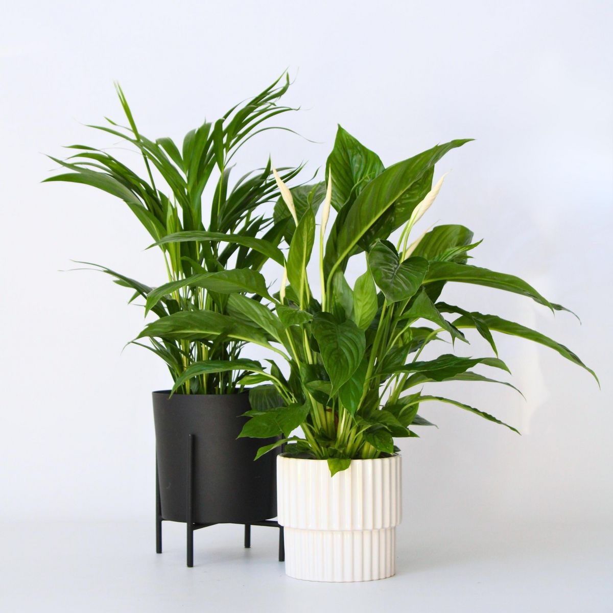 PLANT IN A BOX Mélange de plantes d'intérieur - Set de 2 - Hauteur 60-75cm - ⌀17cm