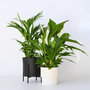 Voir la diapositive 4 : PLANT IN A BOX Mélange de plantes d'intérieur - Set de 2 - Hauteur 60-75cm - ⌀17cm