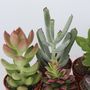 Voir la diapositive 3 : PLANT IN A BOX Mélange de petites succulentes - Set de 60 - Succulent Mix - H5-10cm - ⌀5,5cm