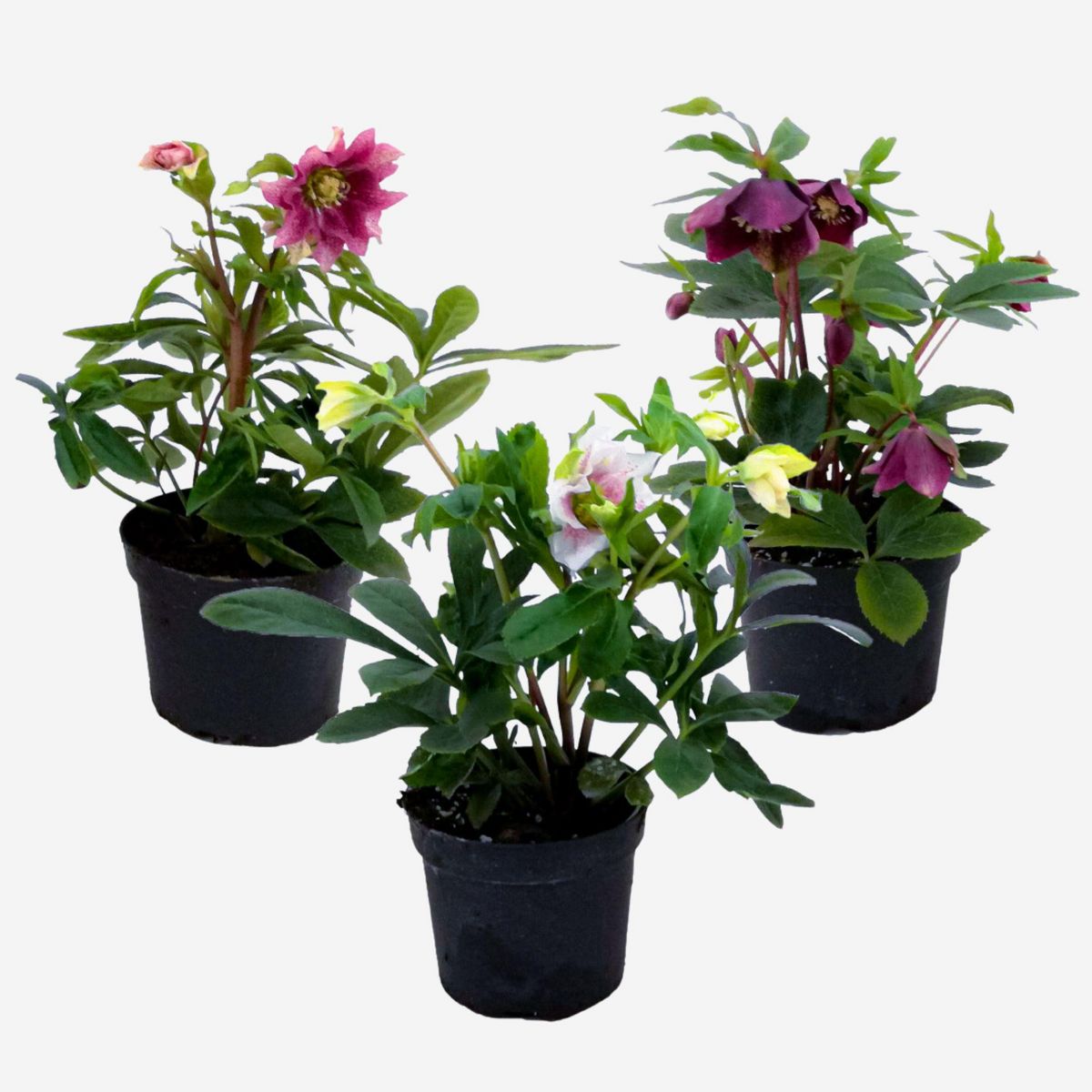 PLANT IN A BOX Rose de Noël - Set de 3 - Helleborus orientalis - Hauteur 20-30cm - ⌀12cm