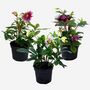 Voir la diapositive 5 : PLANT IN A BOX Rose de Noël - Set de 3 - Helleborus orientalis - Hauteur 20-30cm - ⌀12cm