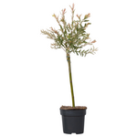 PLANT IN A BOX Saule crevette - Salix integra 'Flamingo' - Hauteur 60-80cm - Pot 17cm
