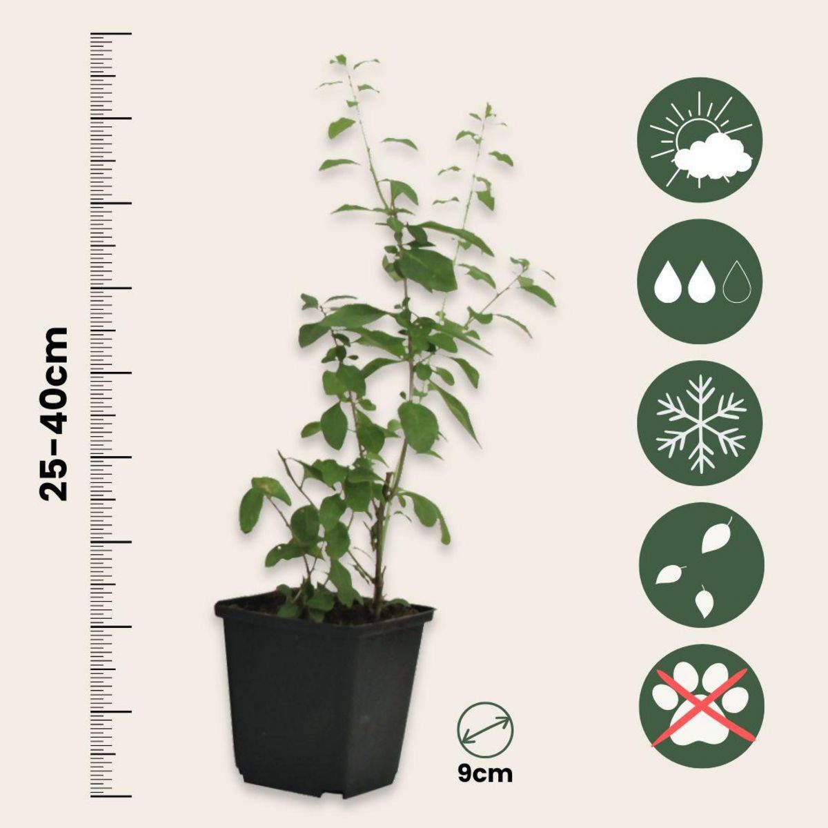 PLANT IN A BOX Baie de Goji - Set de 3 - Lycium barbarum - Hauteur 25-40cm - ⌀9cm