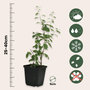 Voir la diapositive 2 : PLANT IN A BOX Baie de Goji - Set de 3 - Lycium barbarum - Hauteur 25-40cm - ⌀9cm