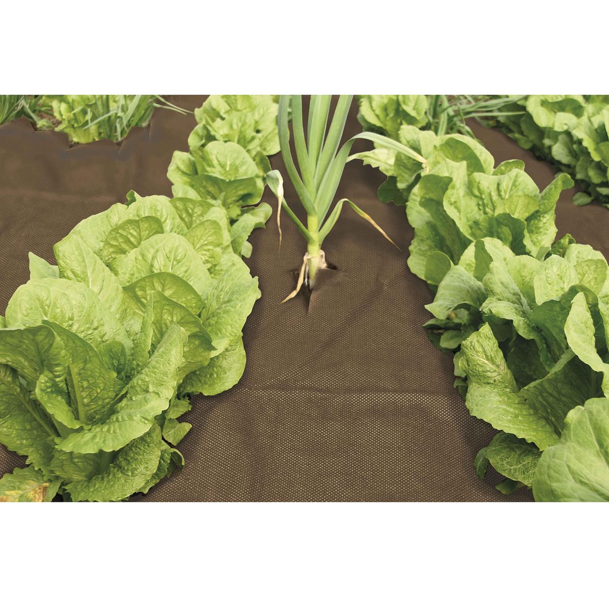  Feutre de paillage marron