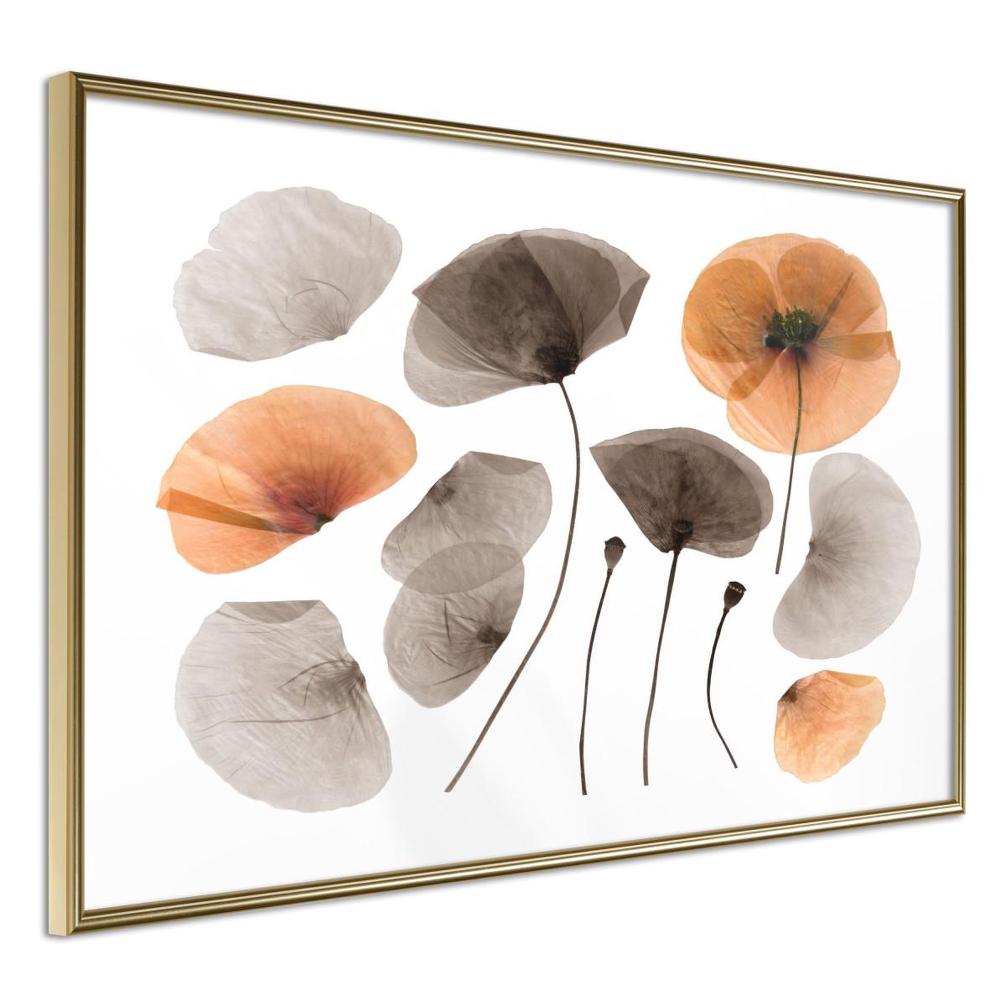 Voir la diapositive 1 : Paris Prix Affiche murale encadrée  dried poppies