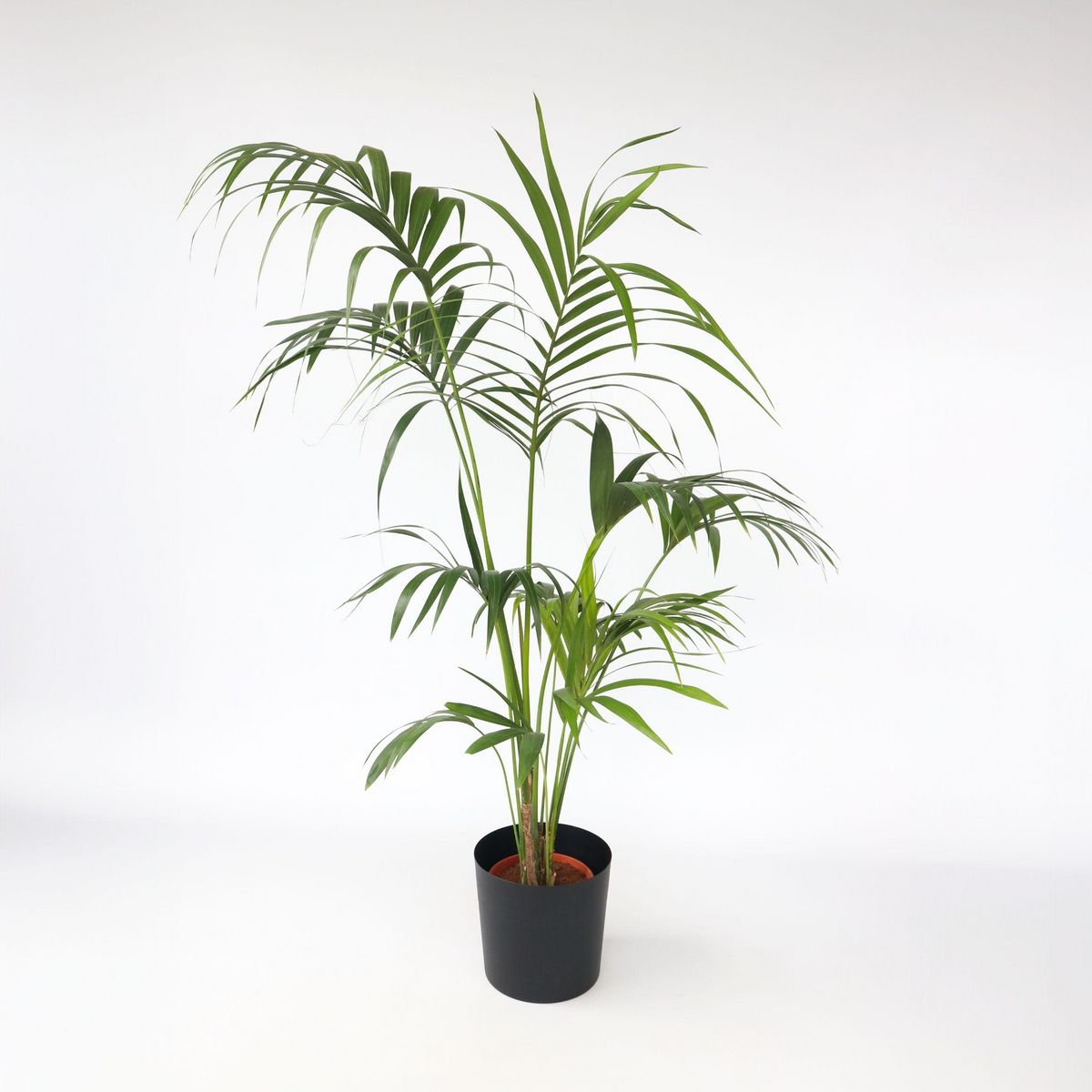 PLANT IN A BOX Palmier Kentia - Howea forsteriana - Hauteur 150-170cm - ⌀24cm