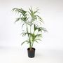 Voir la diapositive 6 : PLANT IN A BOX Palmier Kentia - Howea forsteriana - Hauteur 150-170cm - ⌀24cm