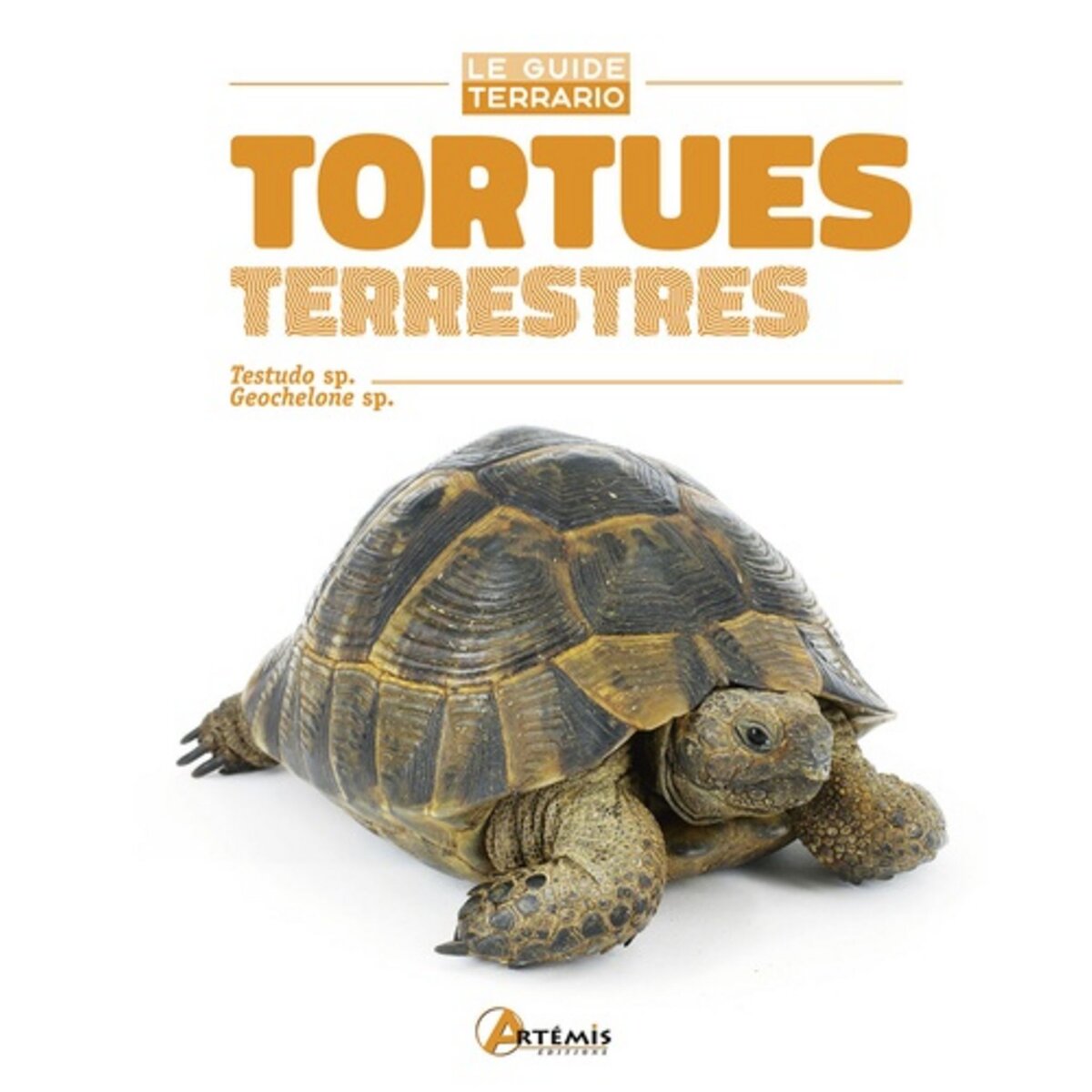 Tortue : caractère, santé, alimentation, prix et entretien