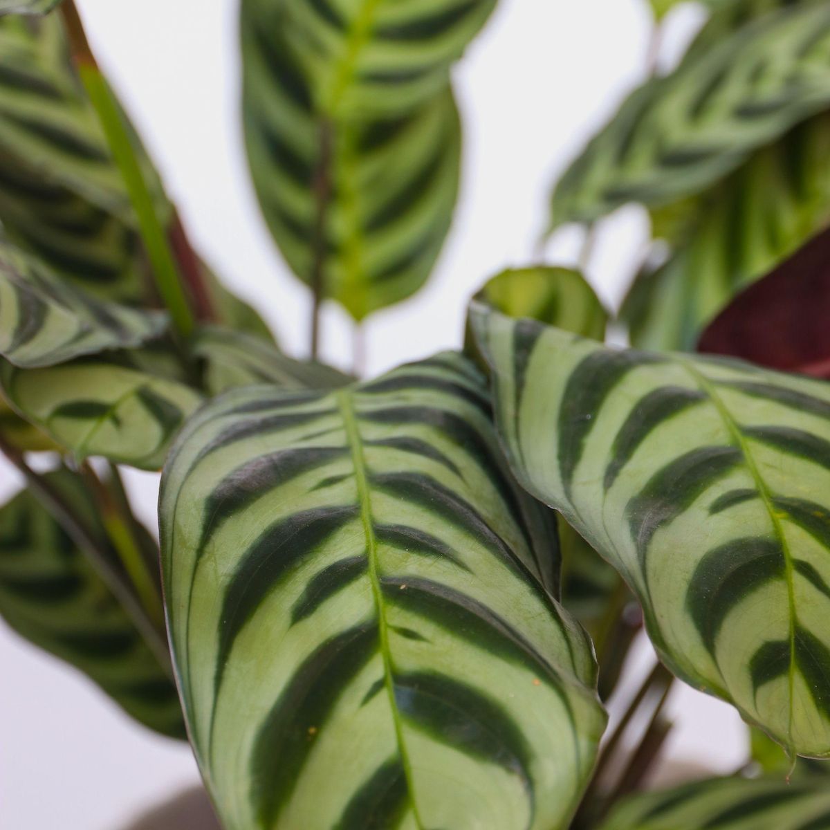 PLANT IN A BOX Lot de 3 plantes d'intérieur avec paniers - Hauteur 25-40cm - ⌀12cm