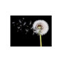 Voir la diapositive 2 : Paris Prix Papier Peint  Vent & Pissenlit