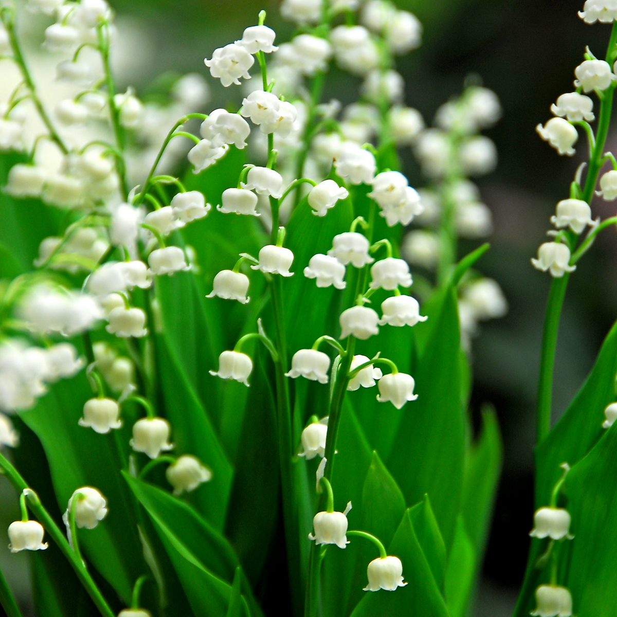 PLANT IN A BOX Muguet de mai - Set de 10 - Convallaria 'Majalis' - Bulbes à fleurs - Blanc