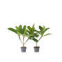 Voir la diapositive 1 : PLANT IN A BOX Frangipanier - Set de 2 - Plumeria rubra 'Hawaii' - Hauteur 45-55cm - ⌀17cm
