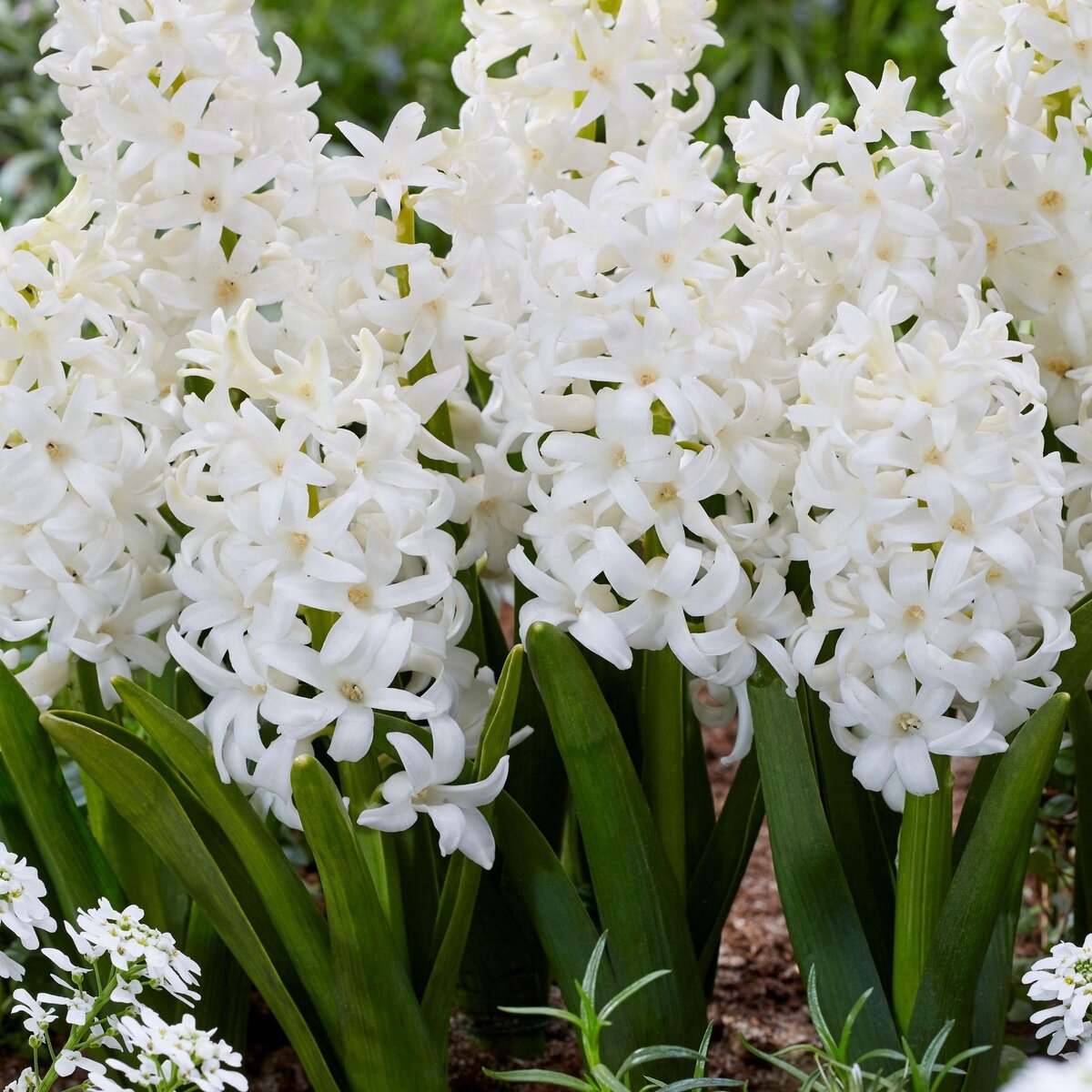 PLANT IN A BOX Jacinthe - Set de 10 - Hyacinthus 'Carnegie' - Bulbes à fleurs - Blanc
