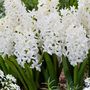 Voir la diapositive 4 : PLANT IN A BOX Jacinthe - Set de 10 - Hyacinthus 'Carnegie' - Bulbes à fleurs - Blanc