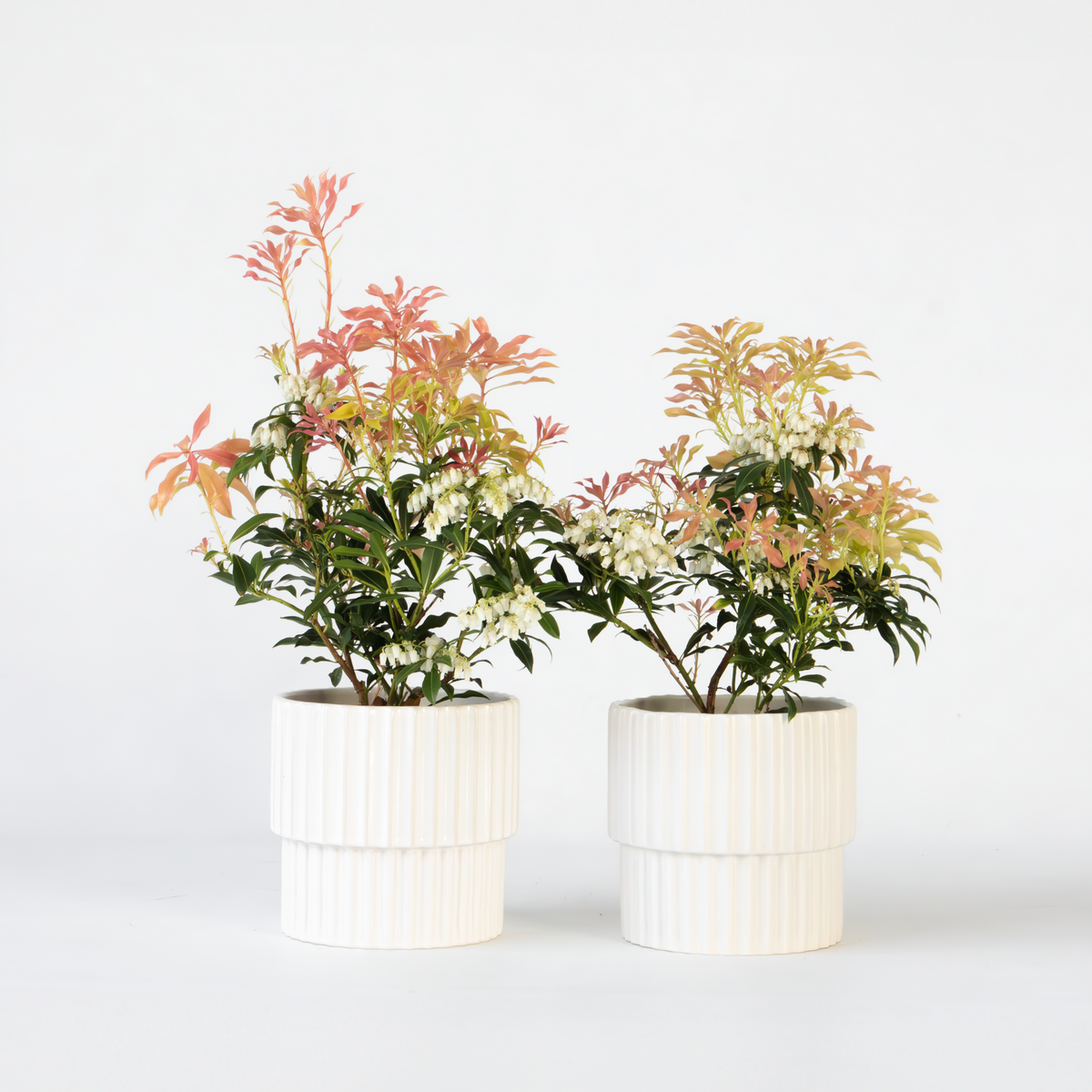 PLANT IN A BOX Andromède du Japon - Set de 2 - Pieris 'Forest Flame' - Hauteur 25-40cm - ⌀17cm