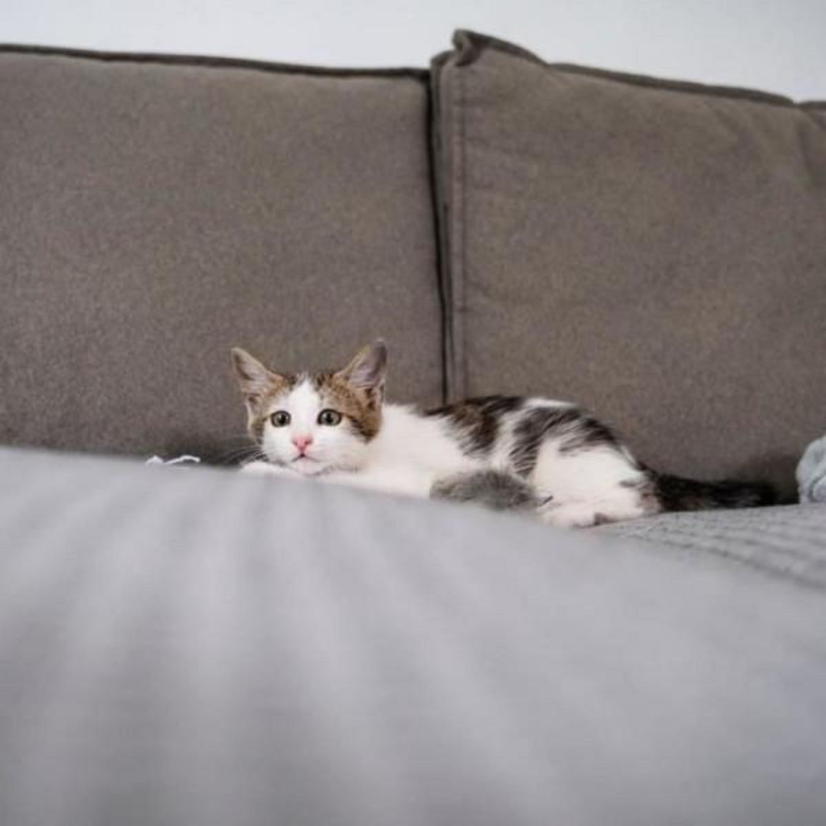 MARKET24 Bandes Stop'Griffes - MUZO - x24 - Transparent - Anti-griffes - Inoffensif pour les animaux