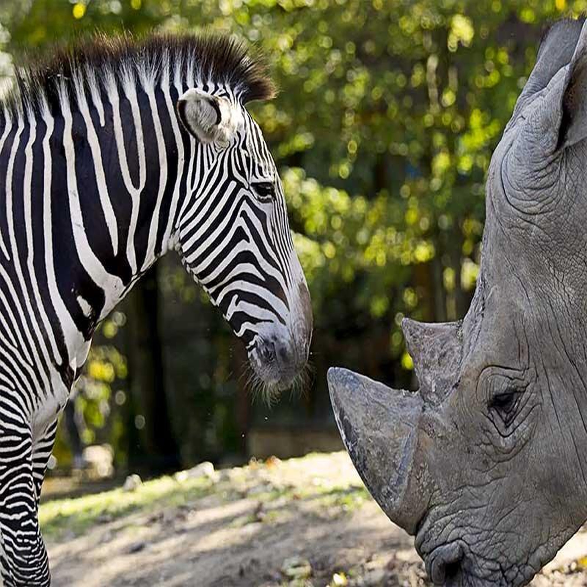 Voir la diapositive 4 : Smartbox Zooparc de beauval 2026 : entrées 1 adulte et 2 enfant (1 journée) - coffret cadeau multi-thèmes
