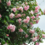 Voir la diapositive 4 : PLANT IN A BOX Camélia - Camellia japonica 'Bonomiana' - Hauteur 50-60cm - ⌀15cm