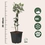 Voir la diapositive 2 : PLANT IN A BOX Olivier - Set de 2 - Olea europaea - Hauteur 25-40cm - ⌀9cm