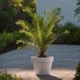 Voir la diapositive 4 : PLANT IN A BOX Palmier Dattier des Canaries - Set de 4 - Phoenix canariensis - H50-60cm - ⌀15cm