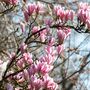 Voir la diapositive 4 : PLANT IN A BOX Arbre à tulipes - Set de 3 - Magnolia 'Soulangea' - Hauteur 25-40cm - ⌀9cm