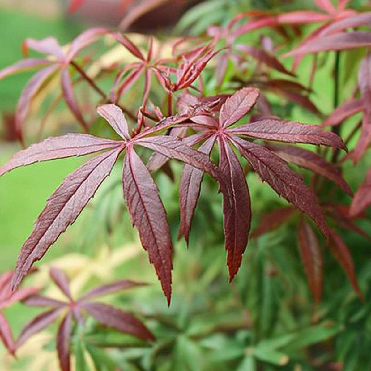 PLANT IN A BOX Érable du Japon - Set de 2 - Acer palmatum 'Starfish' - Hauteur 60-70cm - ⌀19cm