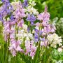 Voir la diapositive 5 : PLANT IN A BOX Jacinthe - Set de 40 - Hyacinthoides Hispanica - Bulbes à fleurs