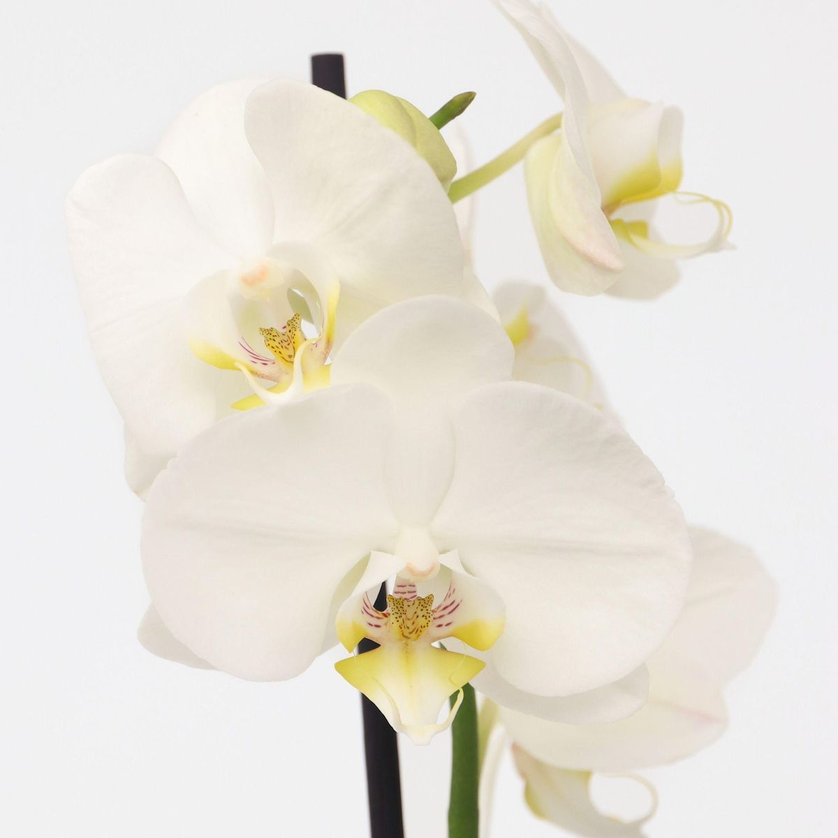 PLANT IN A BOX Orchidée papillon - Phalaenopsis - Hauteur 50-60cm - ⌀12cm