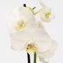 Voir la diapositive 3 : PLANT IN A BOX Orchidée papillon - Phalaenopsis - Hauteur 50-60cm - ⌀12cm