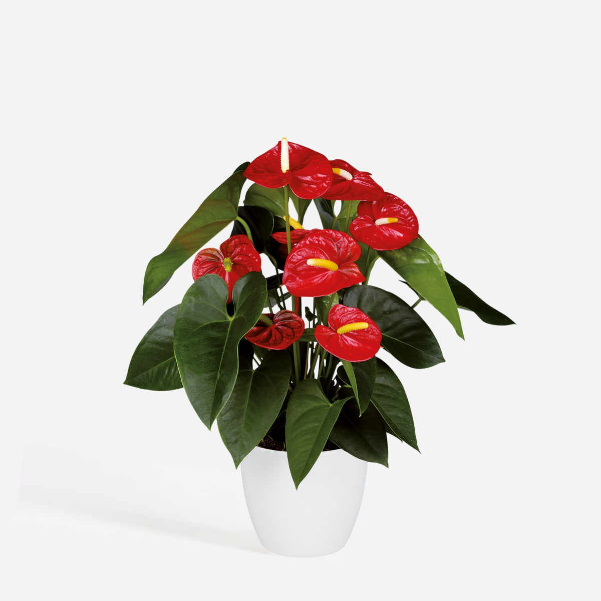 PLANT IN A BOX Langue de feu - Anthurium 'Royal Champion' - Hauteur 35-45cm - ø12cm