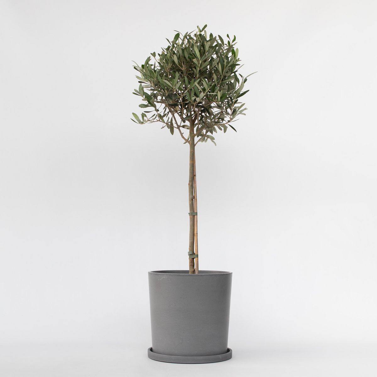 PLANT IN A BOX Olivier - Olea europaea - Hauteur 90-100cm - ⌀21cm