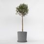 Voir la diapositive 6 : PLANT IN A BOX Olivier - Olea europaea - Hauteur 90-100cm - ⌀21cm