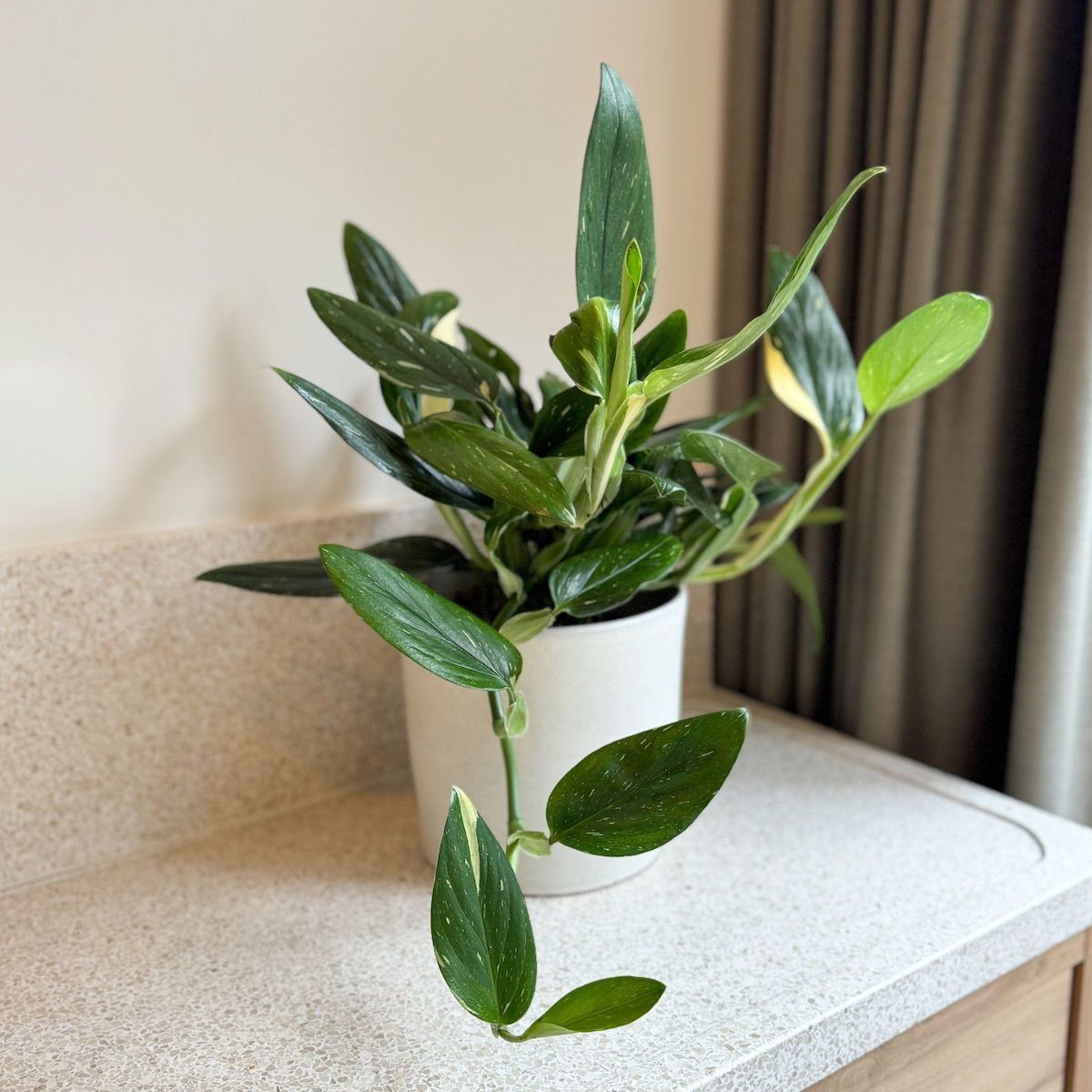 PLANT IN A BOX Plante verte - Philodendron Cobra - Hauteur 55-65cm - ⌀19cm