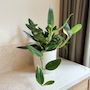 Voir la diapositive 4 : PLANT IN A BOX Plante verte - Philodendron Cobra - Hauteur 55-65cm - ⌀19cm