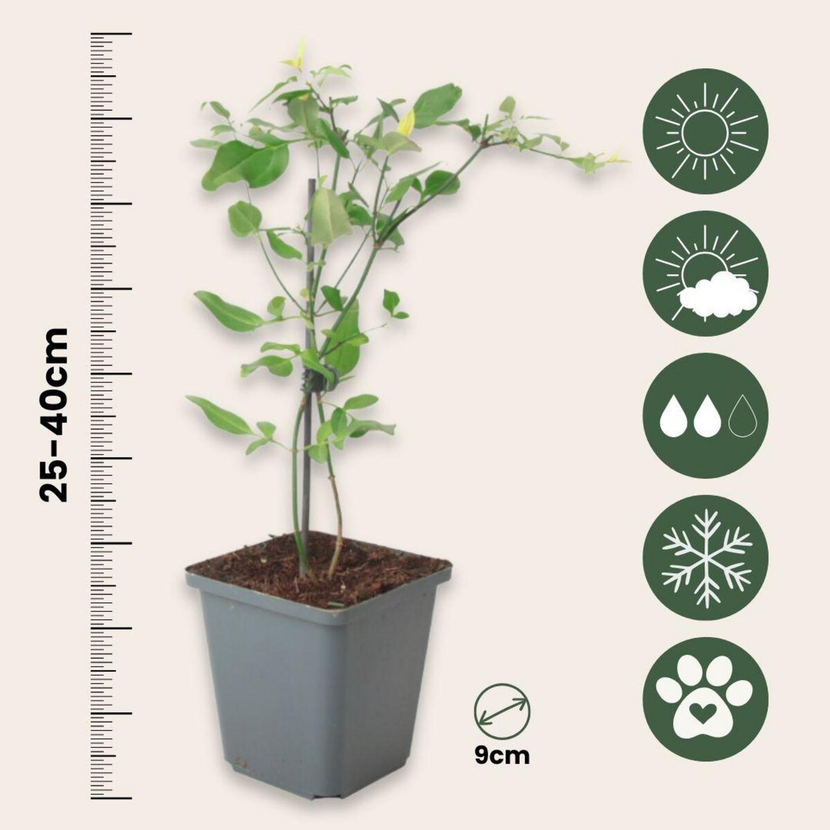 PLANT IN A BOX Jasmin étoilé - Set de 3 - Jasminum 'Summer Scent' - Hauteur 25-40cm - ⌀9cm