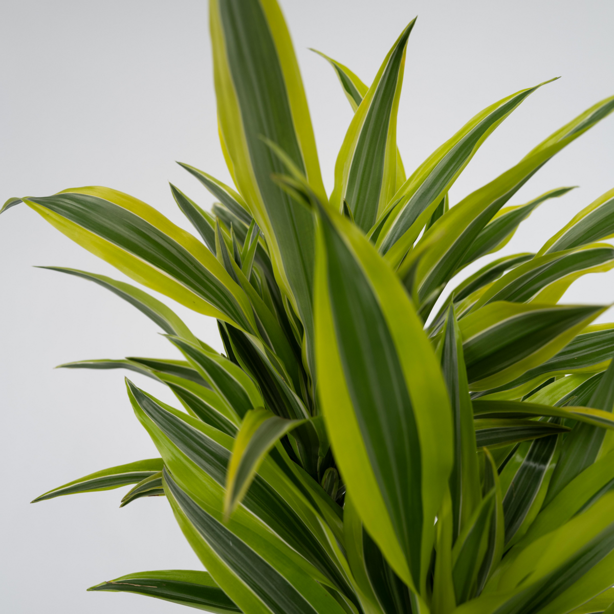 PLANT IN A BOX Dragonnier - Set de 2 - Dracaena deremensis 'Lemon Lime' - H60-70cm - ⌀17cm
