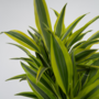 Voir la diapositive 3 : PLANT IN A BOX Dragonnier - Set de 2 - Dracaena deremensis 'Lemon Lime' - H60-70cm - ⌀17cm