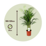 Voir la diapositive 2 : PLANT IN A BOX Palmier areca - Dypsis lutescens - Hauteur 100-120cm - ⌀21cm