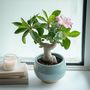 Voir la diapositive 4 : PLANT IN A BOX Rose du désert - Set de 2 - Adenium obesum - Hauteur 25-40cm - ⌀10,5cm