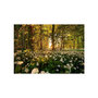 Voir la diapositive 2 : Paris Prix Papier Peint  Forest Flora