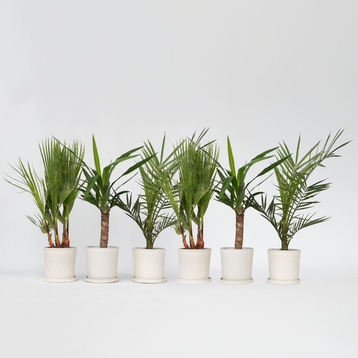 PLANT IN A BOX Mélange de Palmiers d'intérieur - Set de 6 - Indoor Palmmix - H50-70cm - ⌀14cm