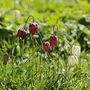 Voir la diapositive 5 : PLANT IN A BOX Fritillaire - Set de 30 - Fritillaria 'meleagris' - Bulbes à fleurs