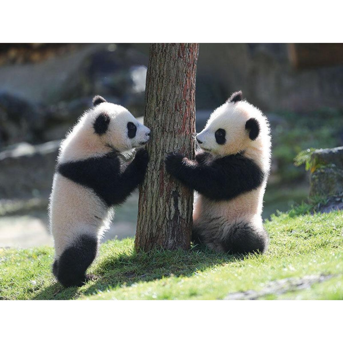 Smartbox Séjour au ZooParc de Beauval en 2025 : 1 journée et 1 nuit à proximité pour 2 adultes - Coffret Cadeau Multi-thèmes