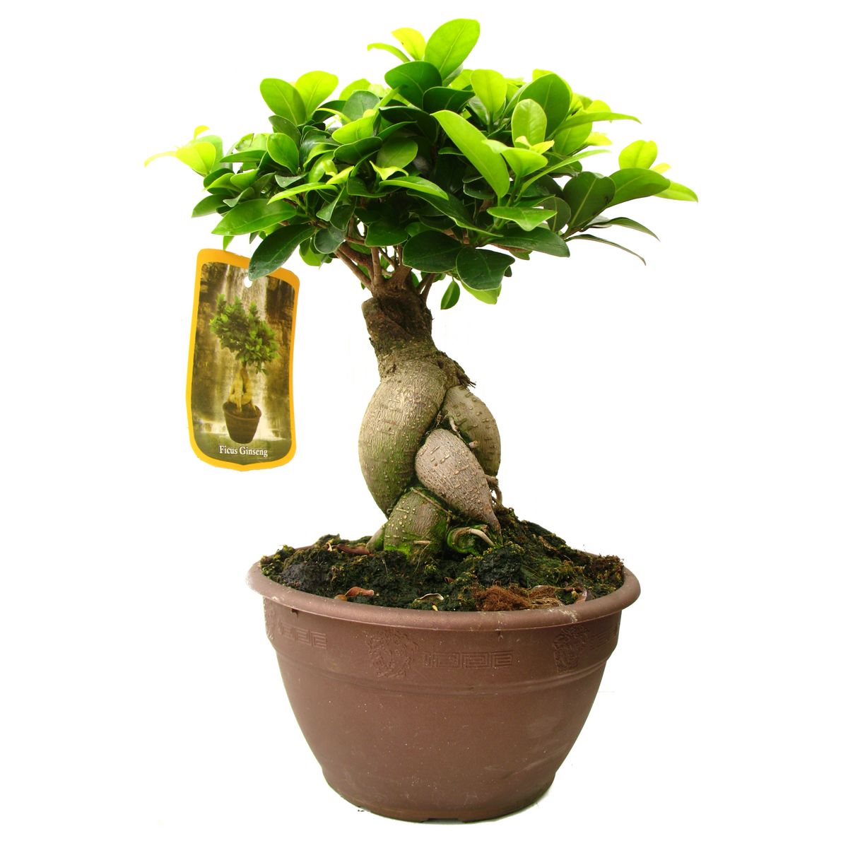 Ficus Ginseng Bonsai 