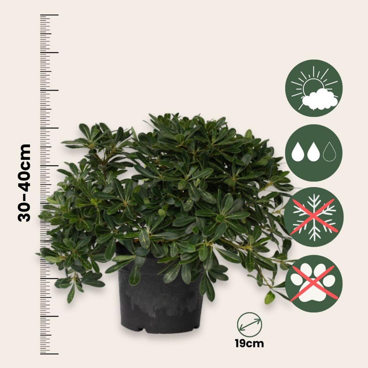 PLANT IN A BOX Pittospore du Japon - Pittosporum tobira nanum - Hauteur 30-40cm - ⌀19cm