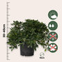 Voir la diapositive 2 : PLANT IN A BOX Pittospore du Japon - Pittosporum tobira nanum - Hauteur 30-40cm - ⌀19cm