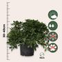 Voir la diapositive 2 : PLANT IN A BOX Pittospore du Japon - Pittosporum tobira nanum - Hauteur 30-40cm - ⌀19cm