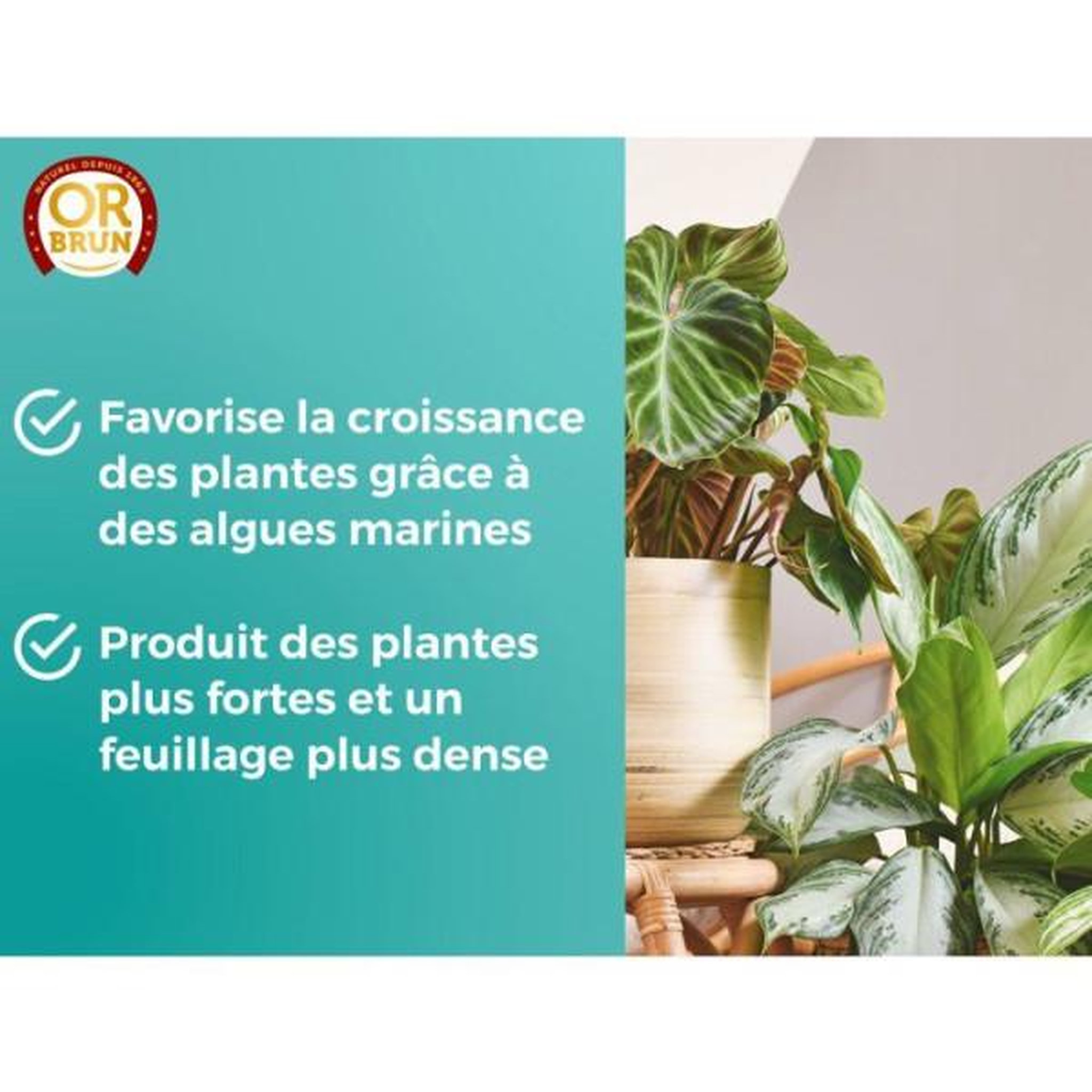 Voir la diapositive 2 : OR BRUN Engrais plantes vertes - or brun - obreclplinter250 - 250 ml - favorise la croissance - fabriqué en france